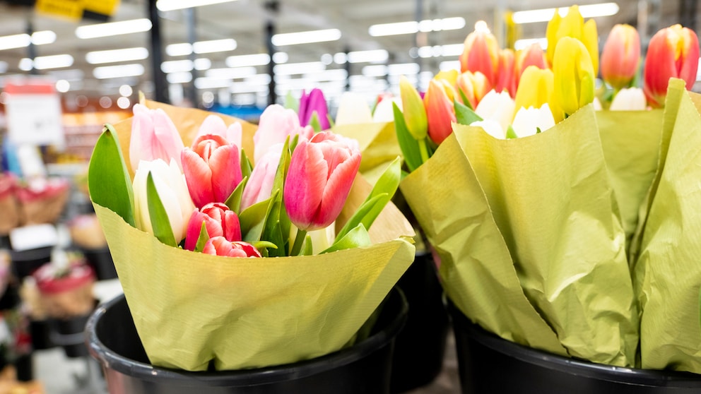 Im Februar sieht man bereits in vielen Supermärkten Tulpen und andere Schnittblumen, die noch keine Saison haben