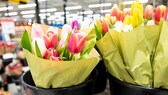 Im Februar sieht man bereits in vielen Supermärkten Tulpen und andere Schnittblumen, die noch keine Saison haben