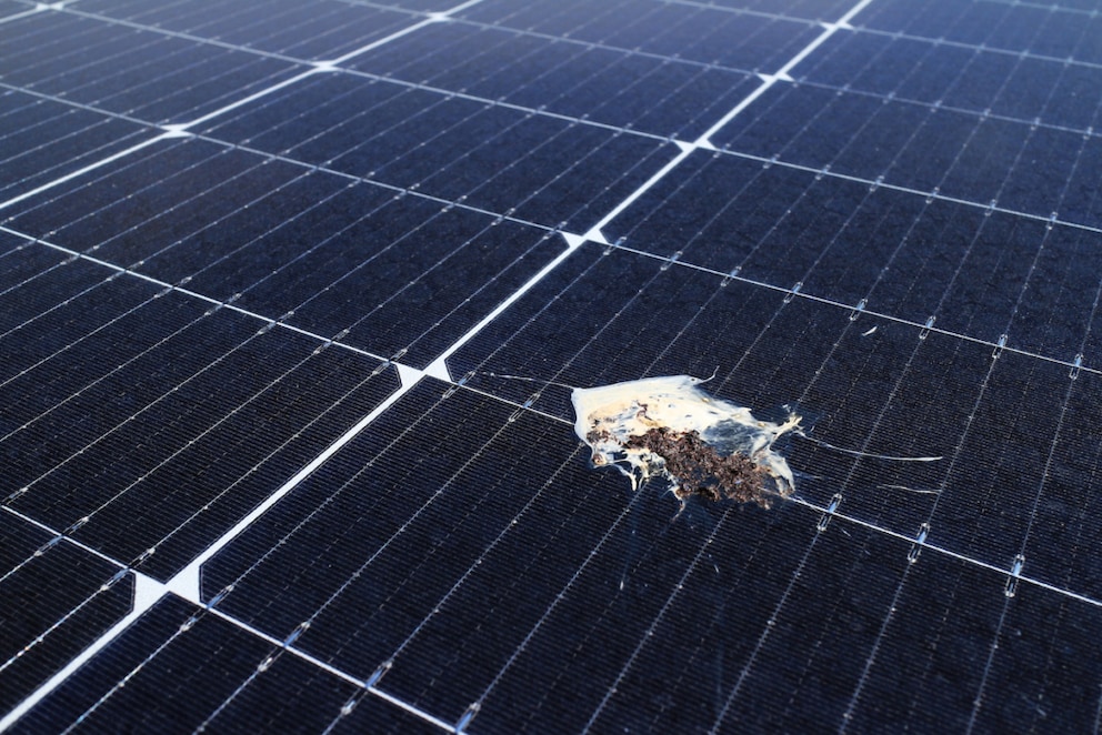 Bird Droppings Solar Panel