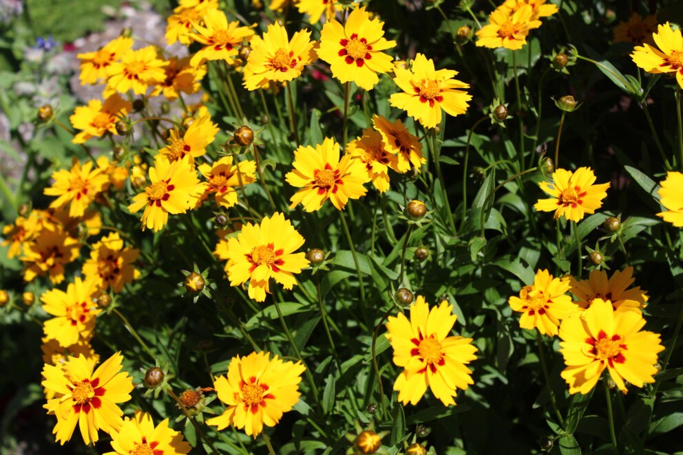 Coreopsis Perennial Beginners
