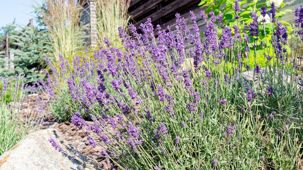 Lavendel Stauden Anfänger