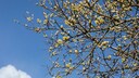 Nicht nur am Rand von Wiesen und Äckern fühlt sich die Korbweide wohl. Mit den richtigen Pflegetipps kann man sie auch im eigenen Garten kultivieren
