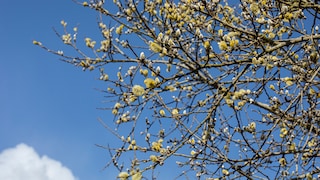 Nicht nur am Rand von Wiesen und Äckern fühlt sich die Korbweide wohl. Mit den richtigen Pflegetipps kann man sie auch im eigenen Garten kultivieren