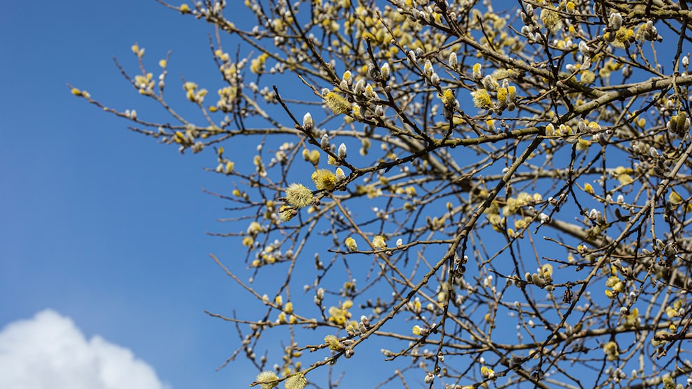 Nicht nur am Rand von Wiesen und Äckern fühlt sich die Korbweide wohl. Mit den richtigen Pflegetipps kann man sie auch im eigenen Garten kultivieren