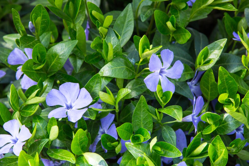 Periwinkle Perennials Beginners