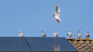 Vogelkot Solaranlage