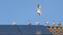 Vogelkot Solaranlage