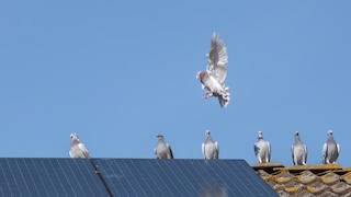Vogelkot Solaranlage