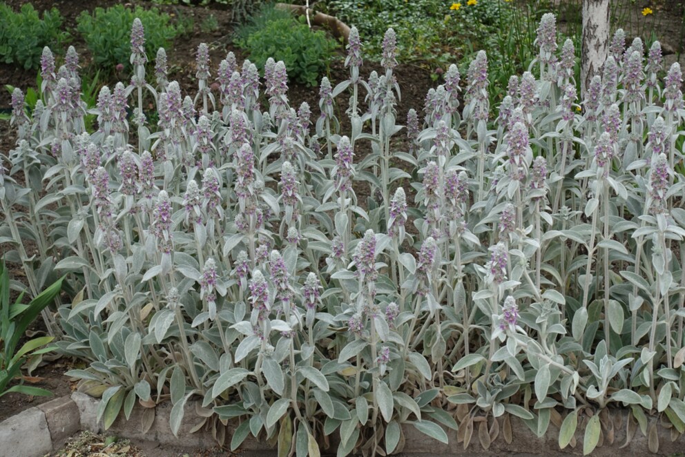 Lamb's Ear Perennials Beginners