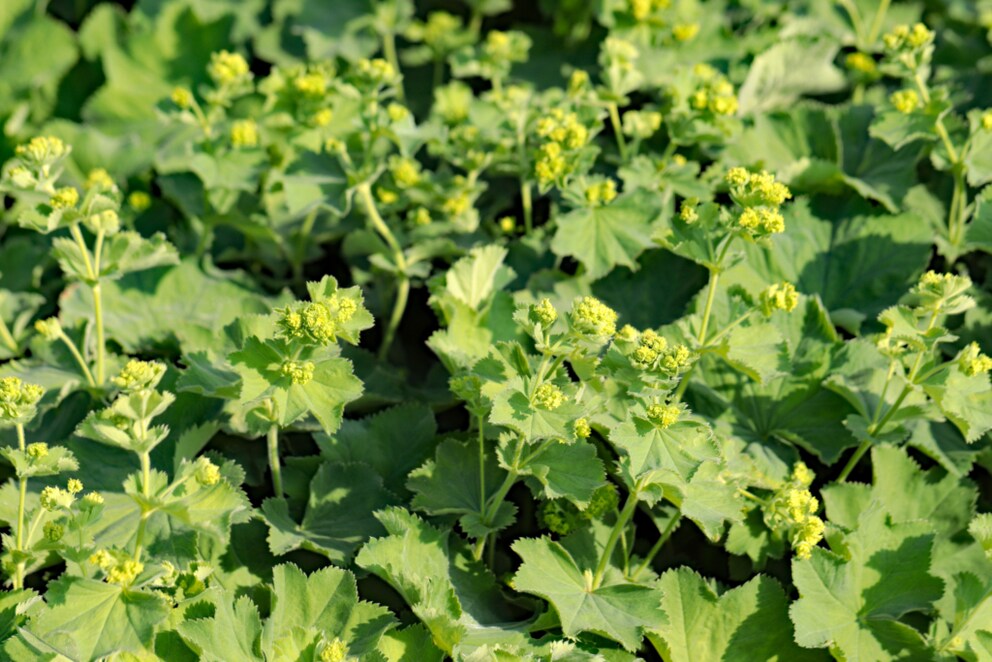 Lady's Mantle Perennial Beginners