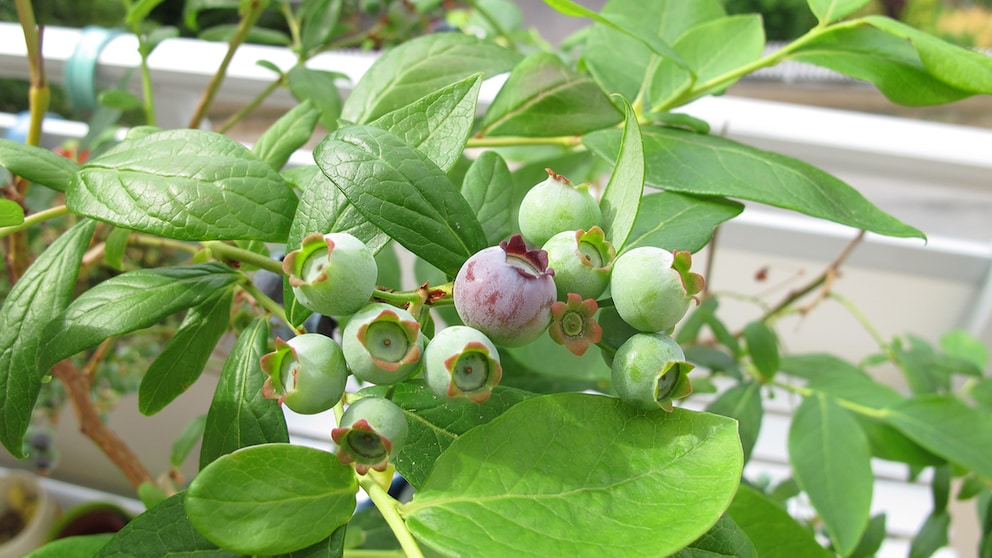 Heidelbeeren Balkon