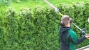 Thuja sollte man nicht schneiden, wenn es friert