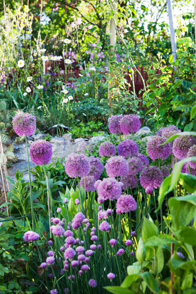 Perennials Beginners Ornamental Onion
