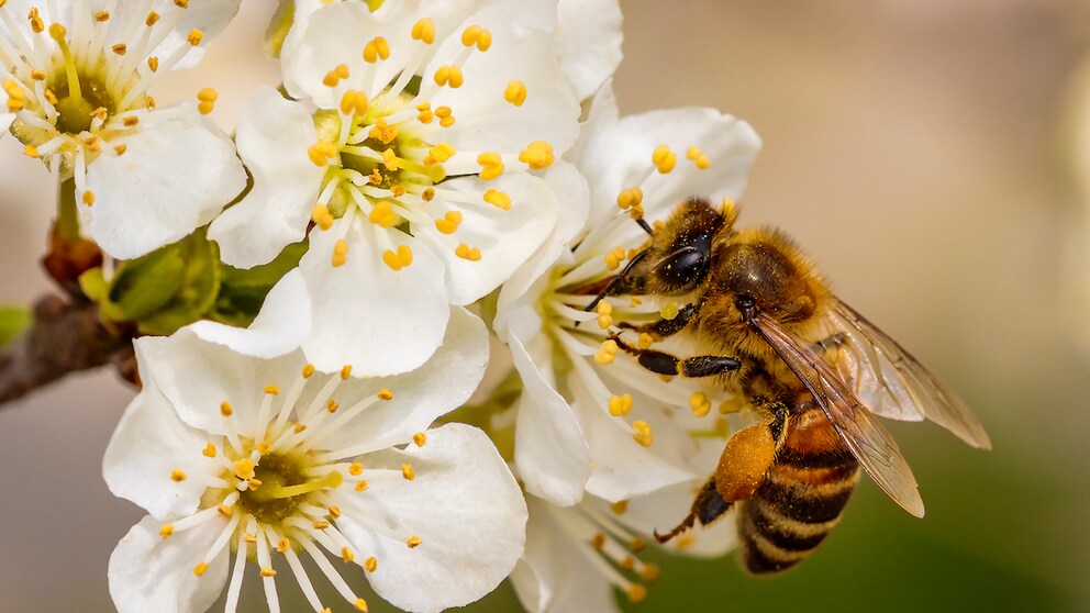 Biene an einer Blüte