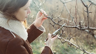 Zu den Gartenarbeiten im Februar, die man nicht vergessen sollte, zählt der Rückschnitt von Gehölzen