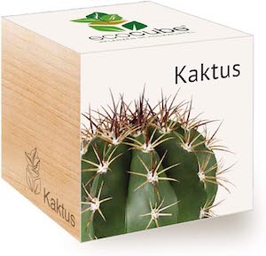 Ecocube Kaktus