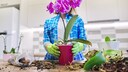 Orchideen sollten regelmäßig umgetopft werden. Wichtig ist vor allem das richtige Substrat.