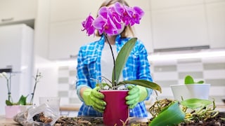Orchideen sollten regelmäßig umgetopft werden. Wichtig ist vor allem das richtige Substrat.