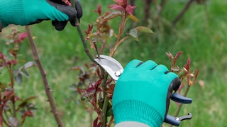 Rosen sollte man im Frühjahr nicht zu zaghaft schneiden