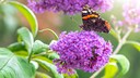Sommerflieder macht sich auch geschnitten in einer Vase sehr schön