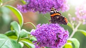 Sommerflieder macht sich auch geschnitten in einer Vase sehr schön