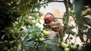 Tomaten werden geerntet