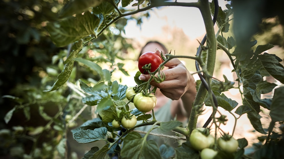 Tomaten werden geerntet