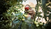 Tomaten werden geerntet