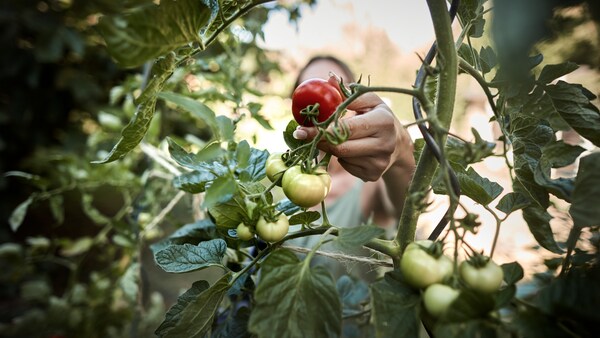 57+ Tomaten Pflanzen Standort, Der richtige standort für tomaten im