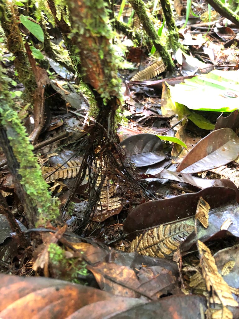 The bent leaves have formed roots