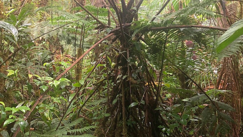 Der „Zombie-Farn“ im Regenwald von Panama
