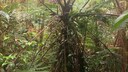 Der „Zombie-Farn“ im Regenwald von Panama