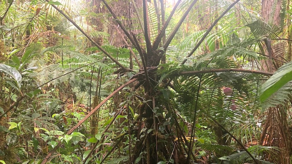 Der „Zombie-Farn“ im Regenwald von Panama