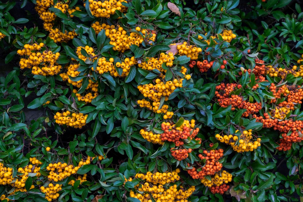 Die Beeren des Feuerdorns sind für heimische Vögel eine willkommene Nahrungsquelle