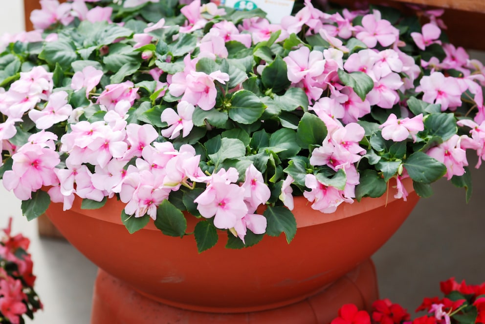 The Busy Lizzie looks good both in a pot and in a bed