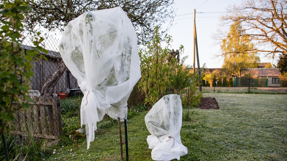 Ein Frostschutz ist wichtig, damit die Pflanzen den Winter überstehen, etwa bei diesem jungen Fächer-Ahorn. Allerdings sollte man das Vlies auch wieder entfernen
