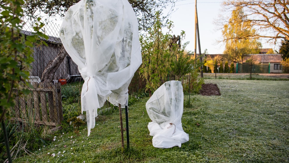 Ein Frostschutz ist wichtig, damit die Pflanzen den Winter überstehen, etwa bei diesem jungen Fächer-Ahorn. Allerdings sollte man das Vlies auch wieder entfernen