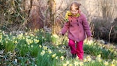 Im Frühling wachsen die ersten Blumen. Allerdings kann ein saftiges Bußgeld drohen, wenn man sie pflückt.