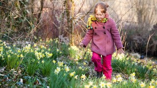 Im Frühling wachsen die ersten Blumen. Allerdings kann ein saftiges Bußgeld drohen, wenn man sie pflückt.