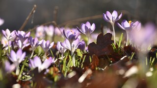 Der März bringt den Frühling zurück in den Garten