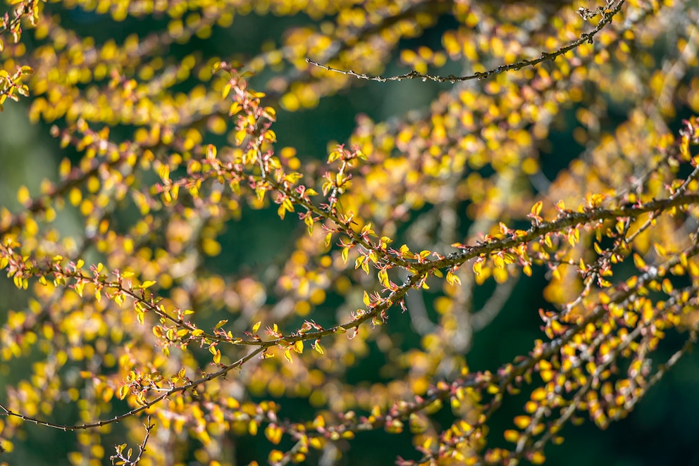 Der Lebkuchenbaum (Cercidiphyllum japonicum)