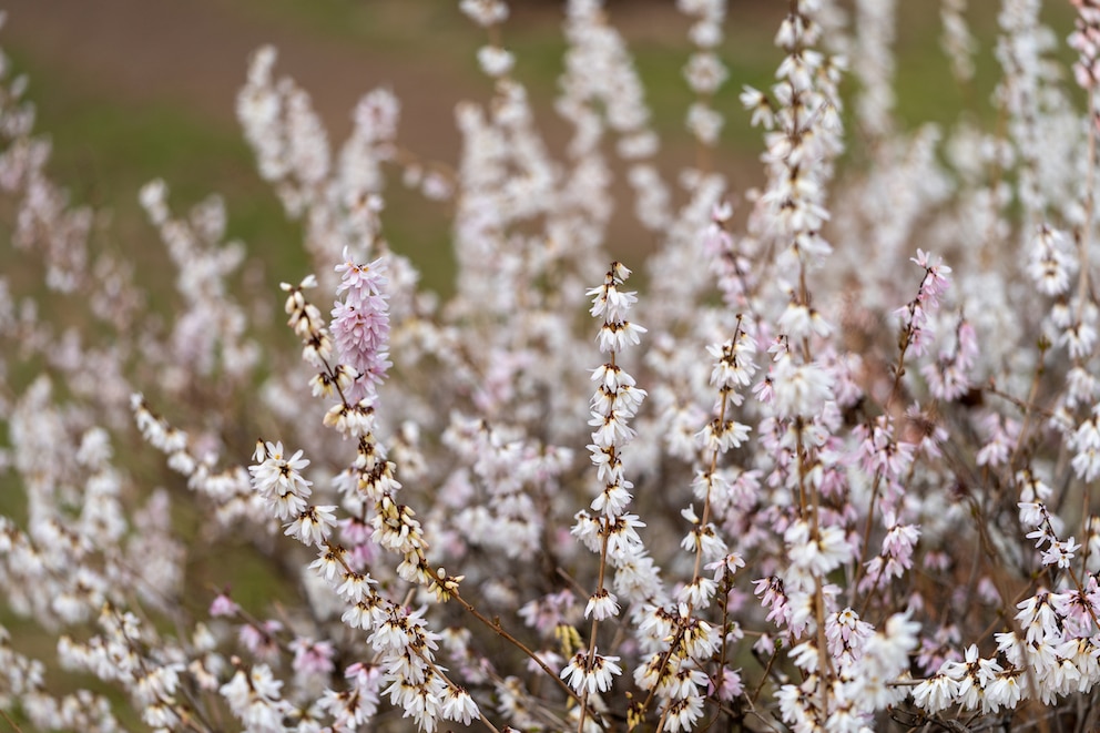 Schneeforsythie (Abeliophyllum distichum)