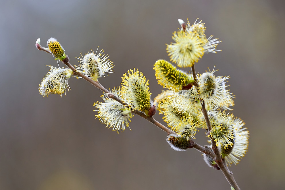 Salweide (Salix caprea)