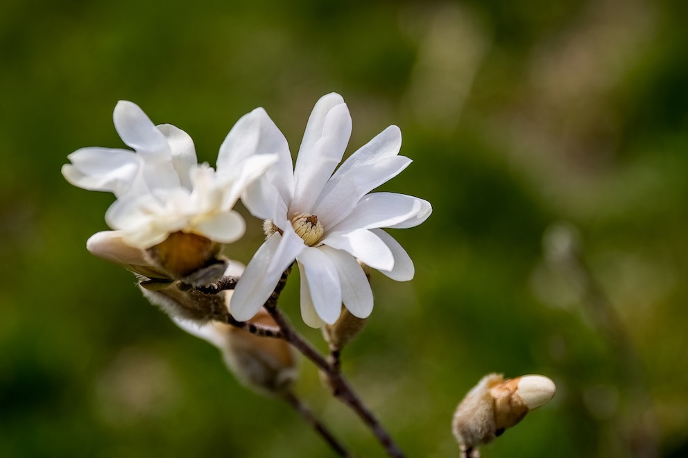 Sternmagnolie (Magnolia stellata)