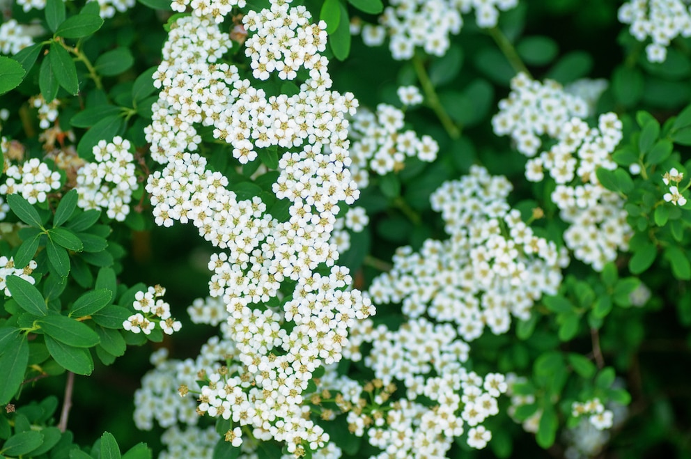 Frühlingsspiere (Spiraea thunbergii)