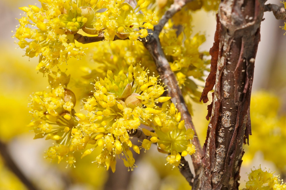 Japanische Kornelkirsche (Cornus officinalis)