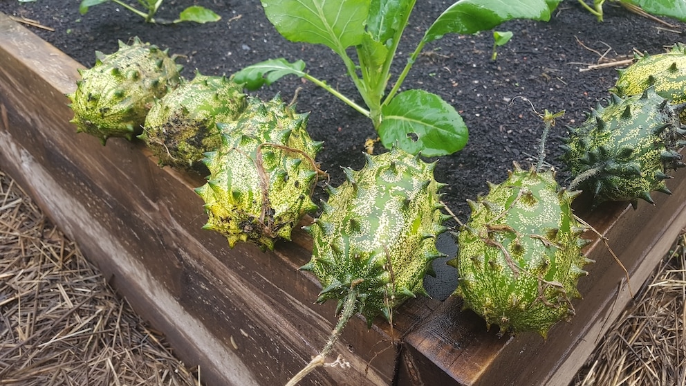 Kiwano