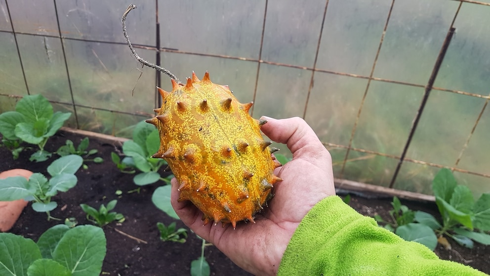 Kiwano