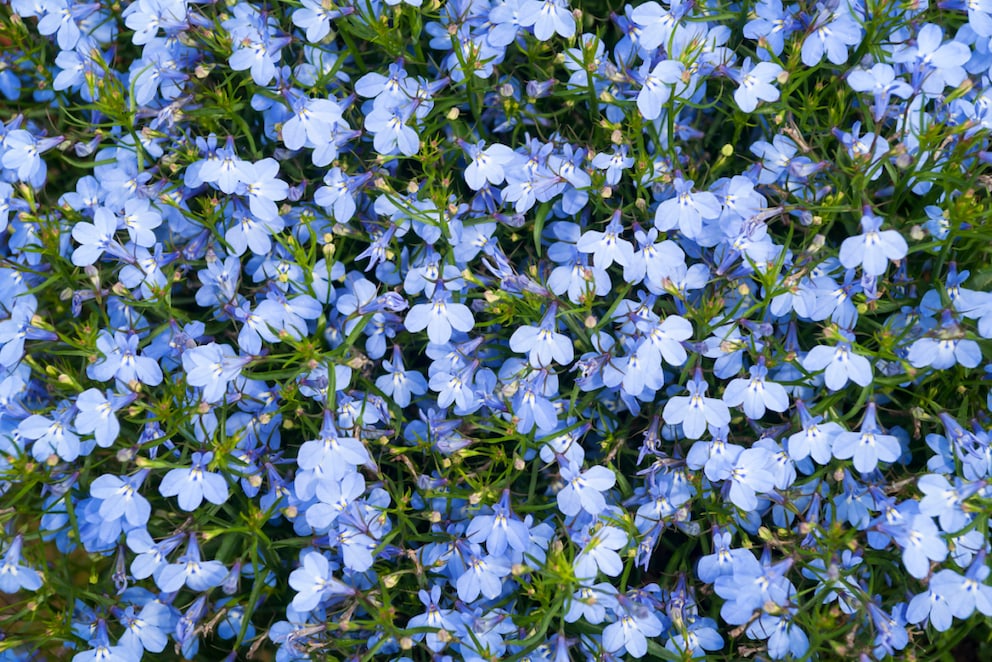 Lobelia is a perennial and can thrive with proper care in the following years