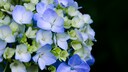 Blaue Hortensien